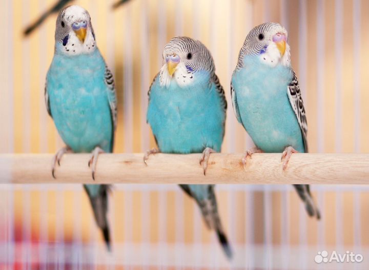 Волнистый попугай голубые птенцы