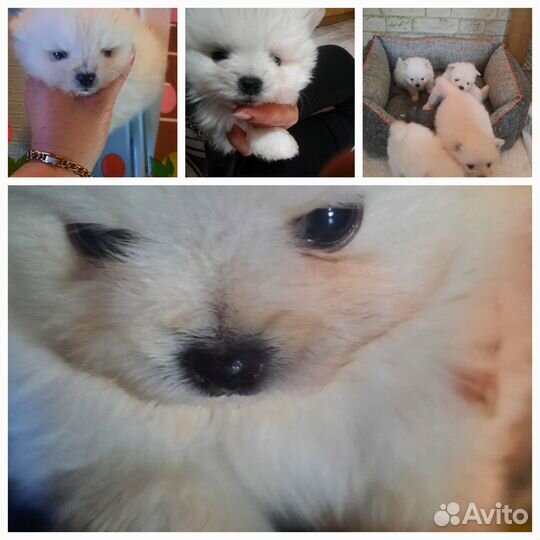 Продаются щенки шпица