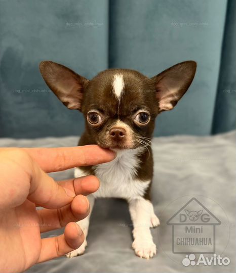 Мини малыш чихуахуа РКФ