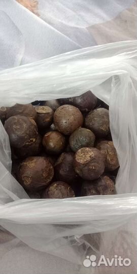 Прополис пчелиный