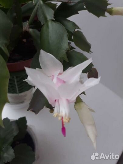 Декабрист белый