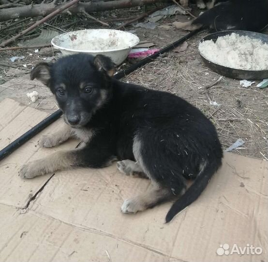 Некрупная девчоночка ищет дом