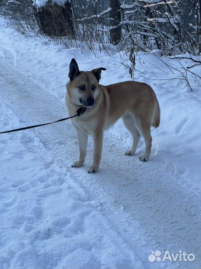 Ласковая Альма собака в дар
