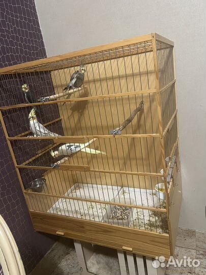 Попугай корелла два пара с клеткой