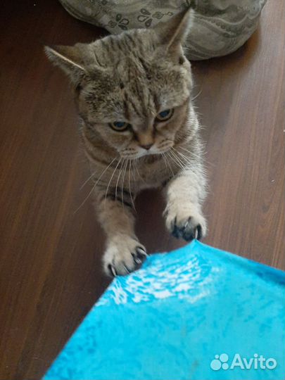 Ищет дом Марусенька