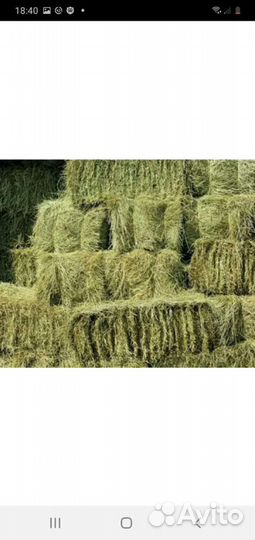 Сено Солома Ячменная продажа