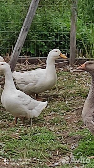 Гусь и утка ст 5