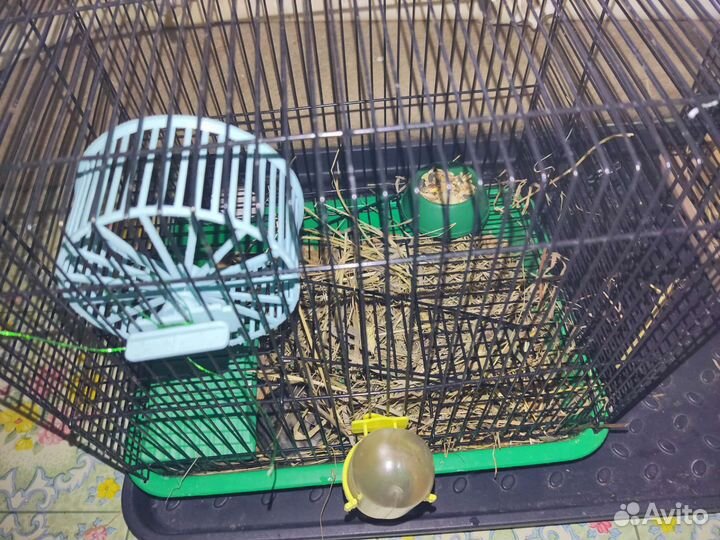 Весёлые хомячки