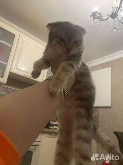 Котенок