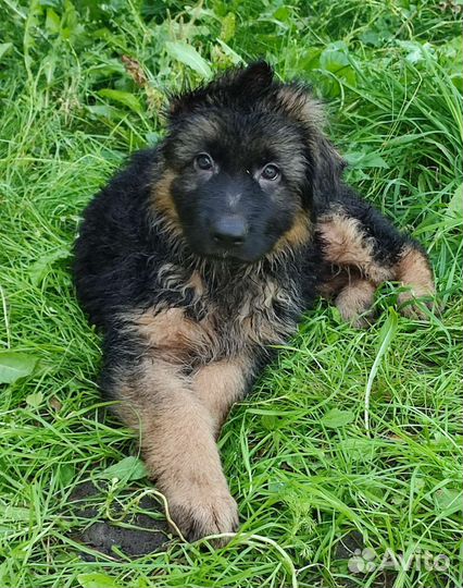 Продажа щенков