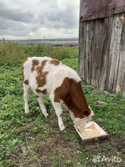 Телка бычок
