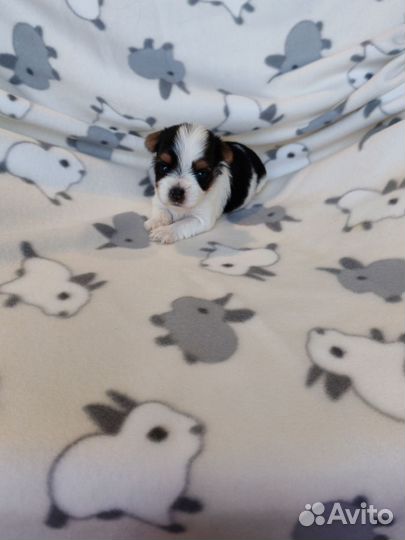 Щенки бивер йорка