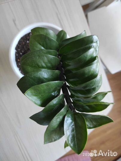 Замиокулькас зензи