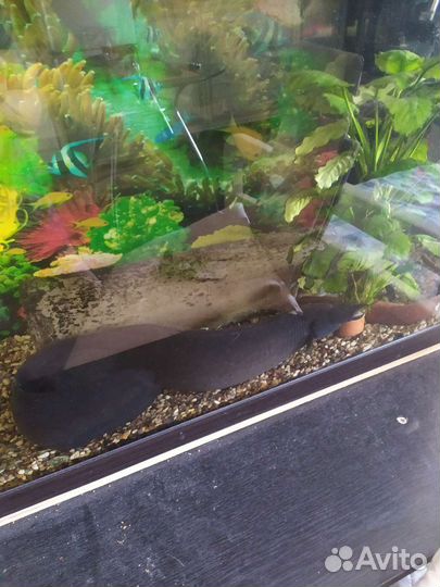 Аквариумные рыбы. Мастацембел, птеригоплихт