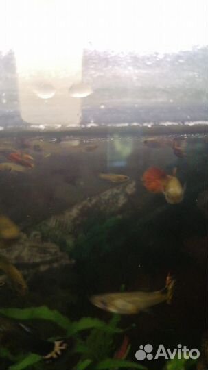 Аквариумные рыбки гуппи эндлера