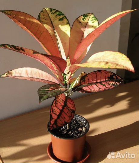 Кротон мисс айстон