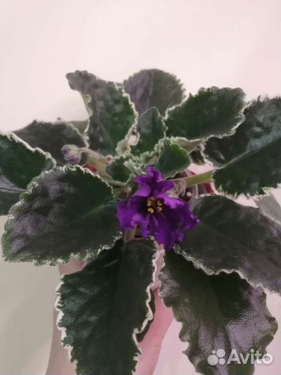 Фиалка взрослые растения