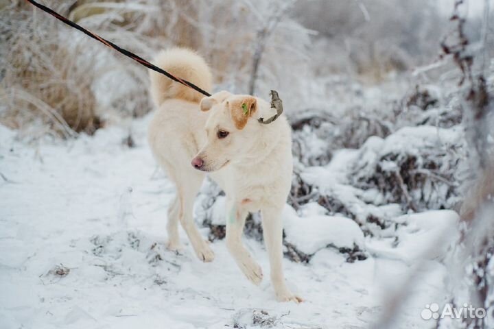 Белуччи хочет найти мам пап