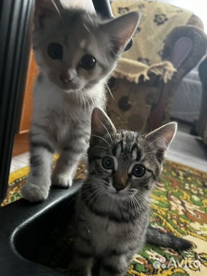 Кошечки в добрые руки