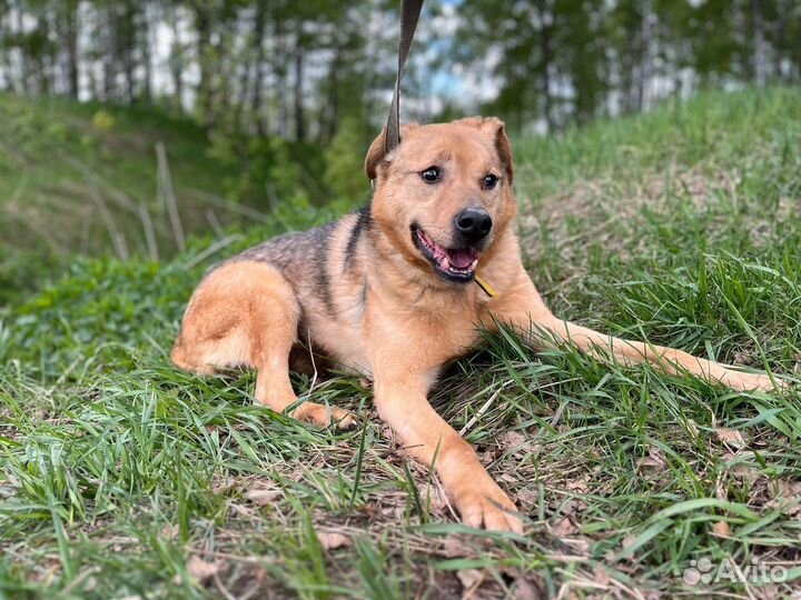 Собака с грустными глазами