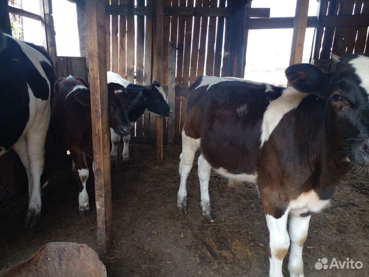 Телята бычки