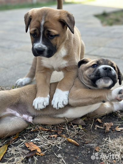 Метис кане корсо