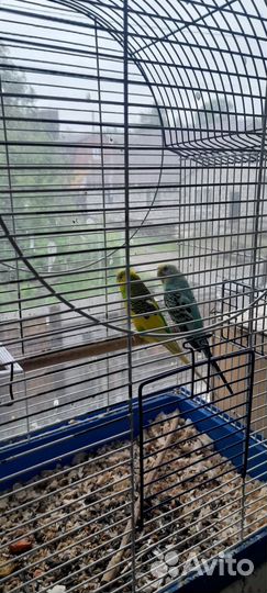 Волнистые попугаи пара