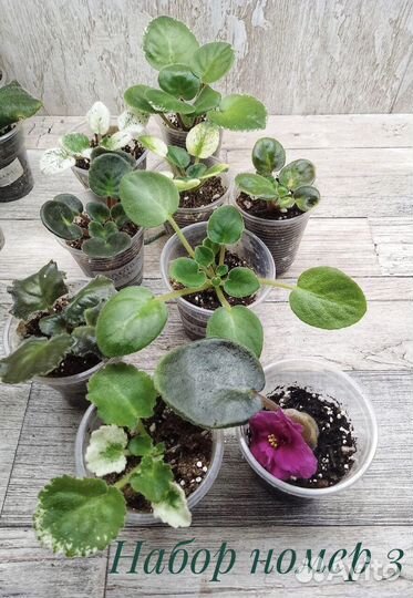 Фиалка набор деток 3