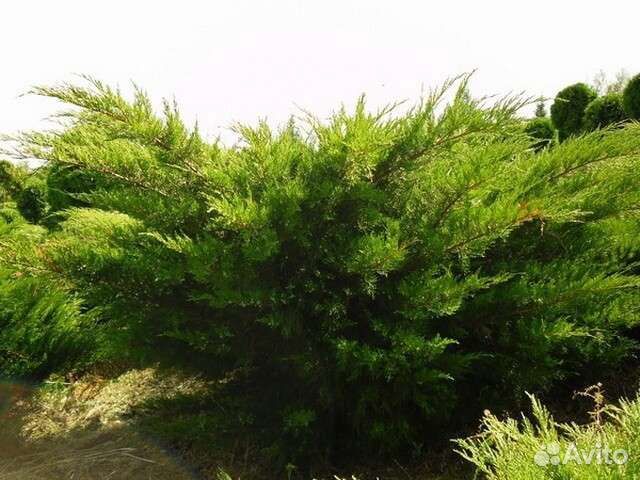 Хвойные растения