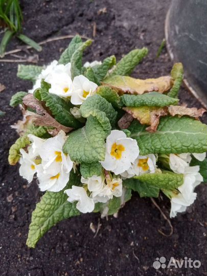 Примула белая