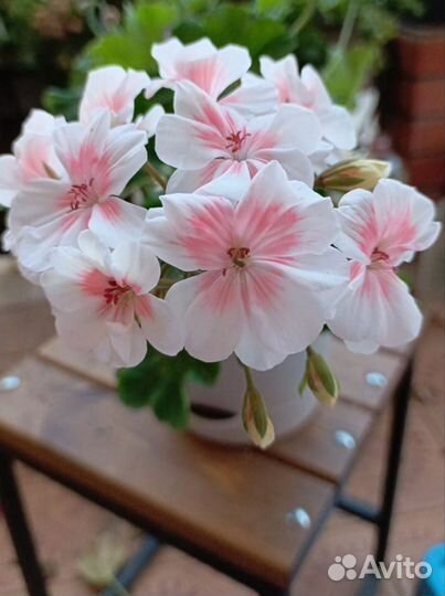 Пеларгонии сортовые коллекционные