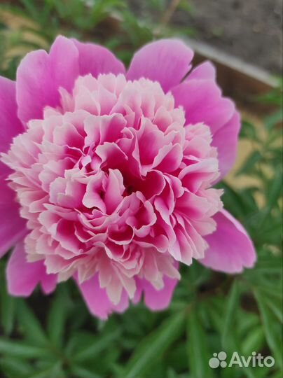 Пионы саженцы