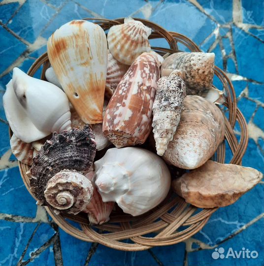 Ракушки морские