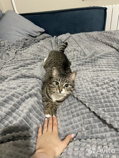 Кошка, в самые добрые руки