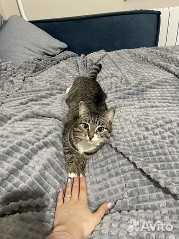 Кошка, в самые добрые руки