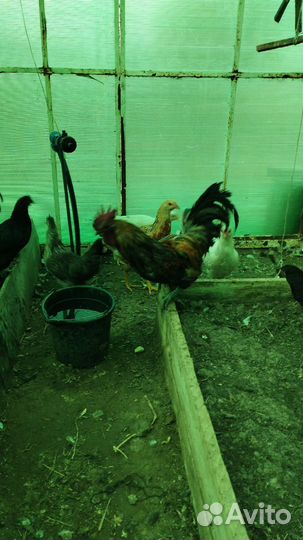 Молодые петухи