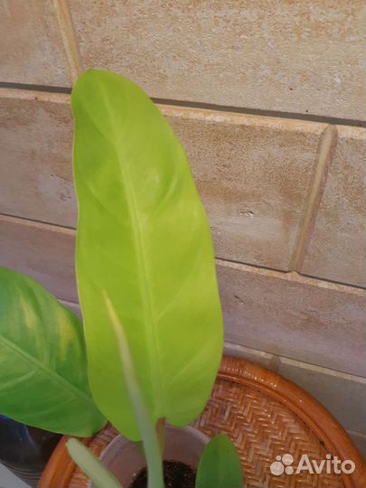 Филодендрон 
