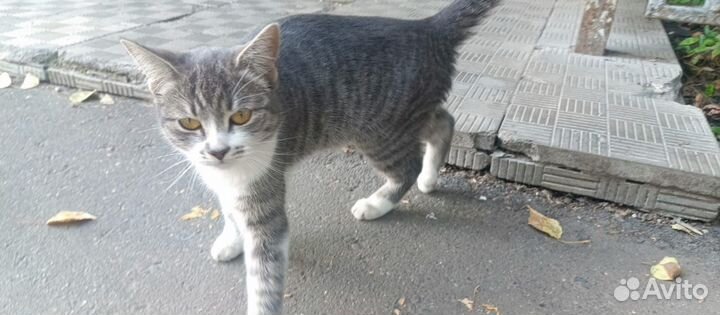 Кошку подбросили на работу