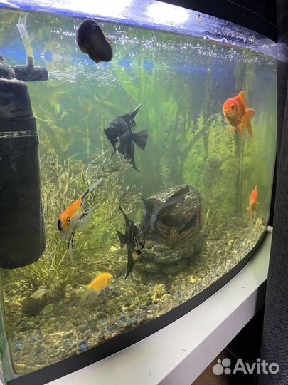 Аквариум с рыбками