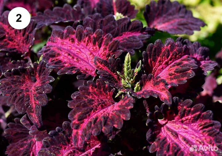 Колеусы сортовые и вегетативные