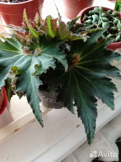 Комнатные цветы 4