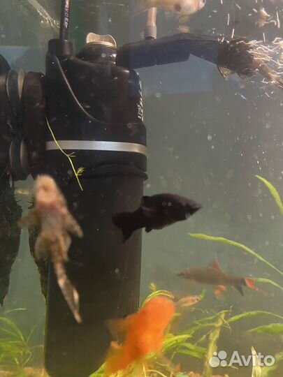 Аквариум с рыбками