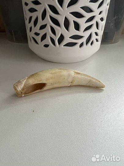 Клыки кабана