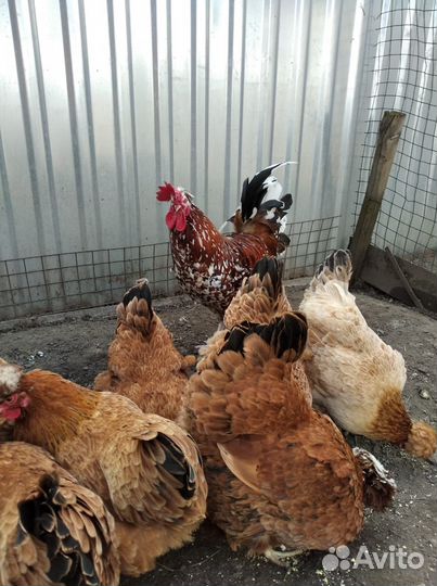 Продажа породной птицы