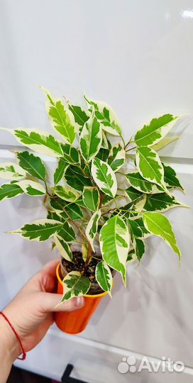 Фикусы сортовые