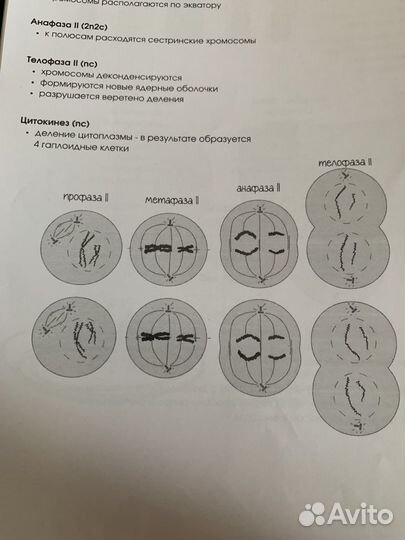 Конспет по биологии семочкина