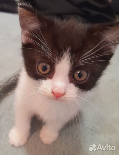 Котёнок в добрый руки
