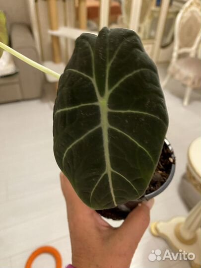 Алоказия полли