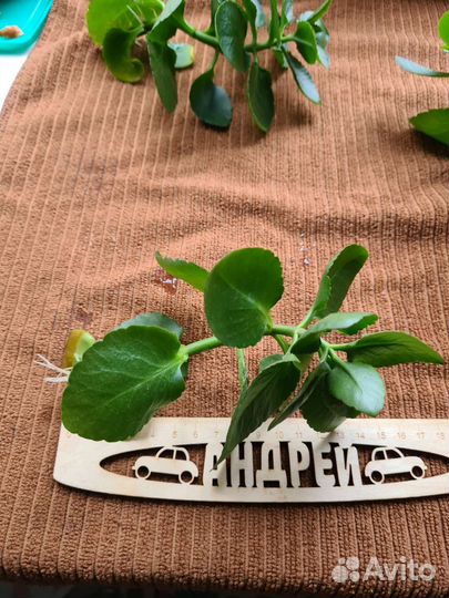 Толстянка. Каланхоэ