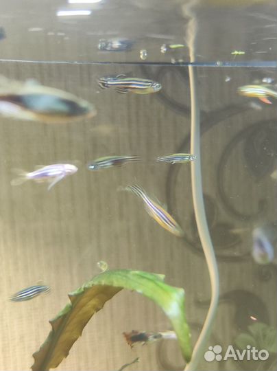 Данио, пецилии